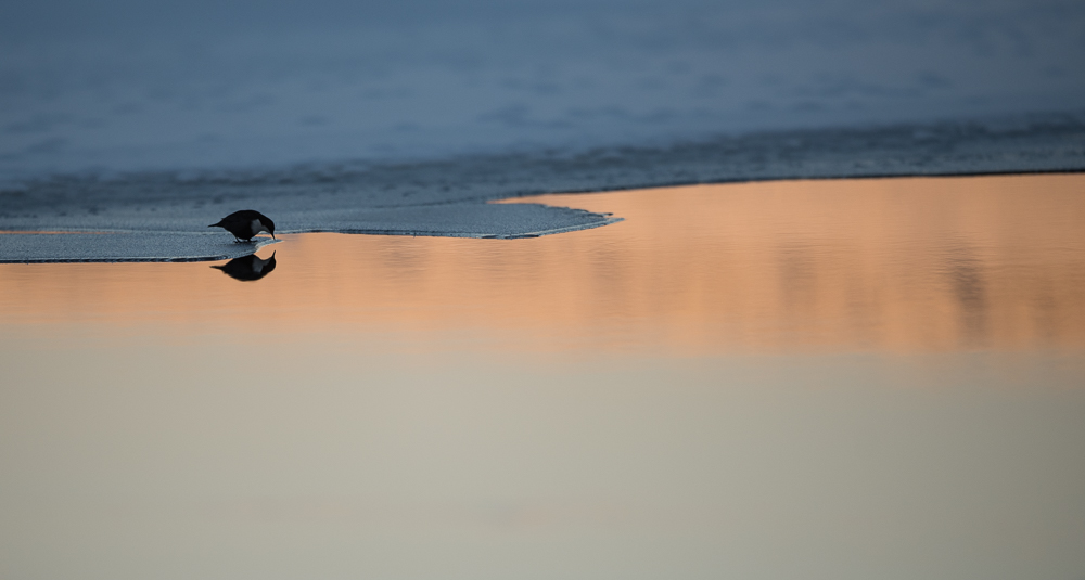 Un cincle plongeur et son reflet.