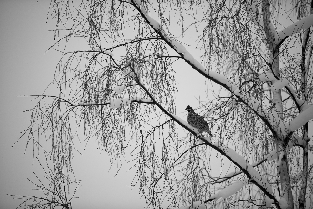 Une gélinotte des bois sur un arbre enneigé.