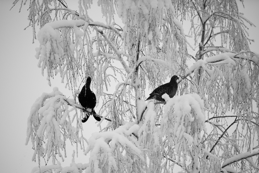Deux tétras-lyre posé sur un arbre enneigé.