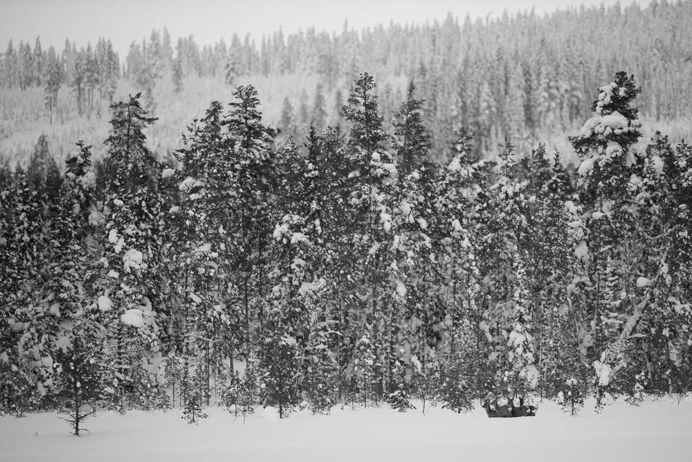 Chevreuils dans la neige.